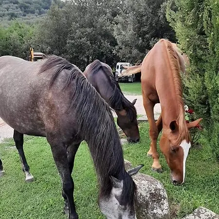 Frantoio Valiani Vakantieboerderij *