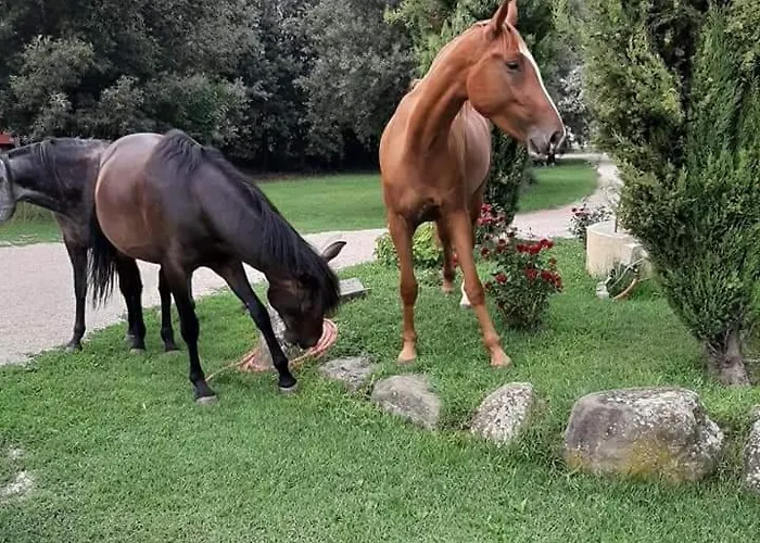 Frantoio Valiani Cortona