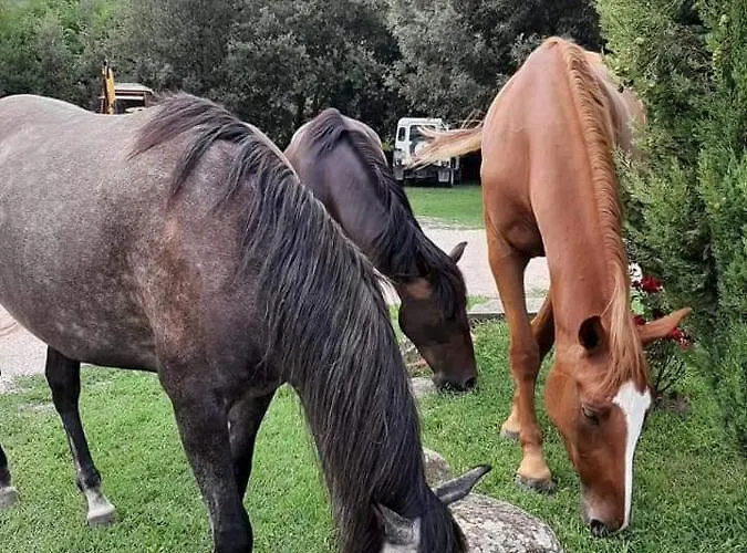 Frantoio Valiani Κατάλυμα σε φάρμα *